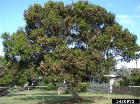 acacia tree philippines|Acacia confusa .